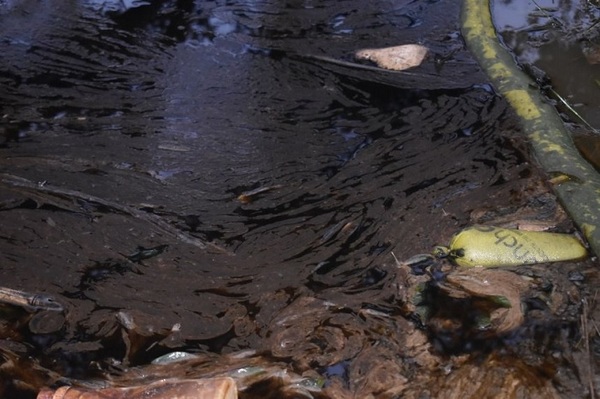 Combustible llega a arroyo y causa muerte de peces