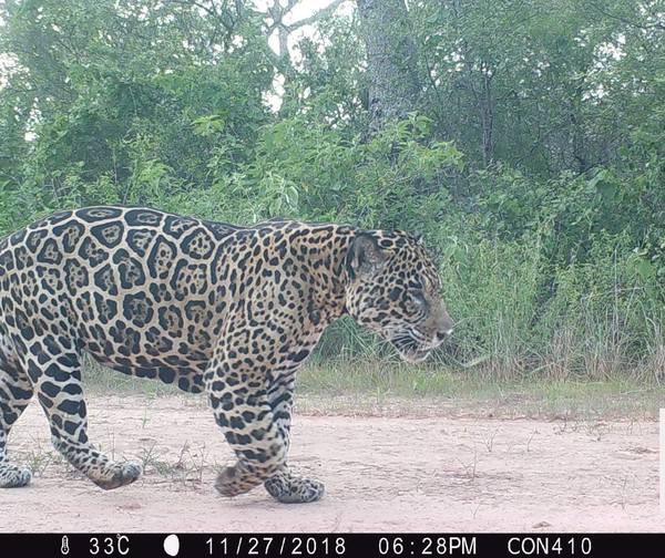 Captan a los felinos más grandes de Latinoamérica, en el Chaco.