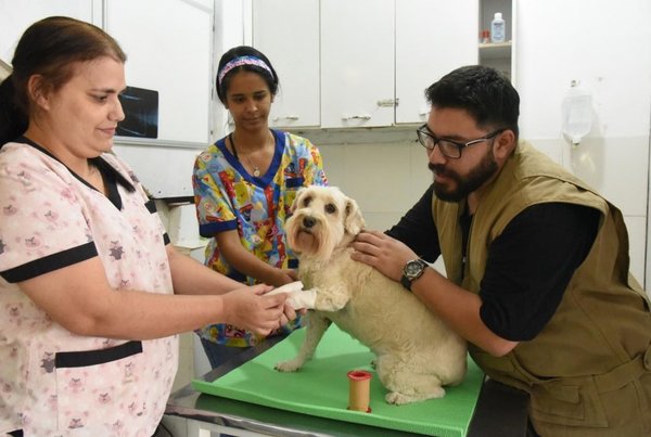 Primeros auxilios para mascotas - Especiales - ABC Color