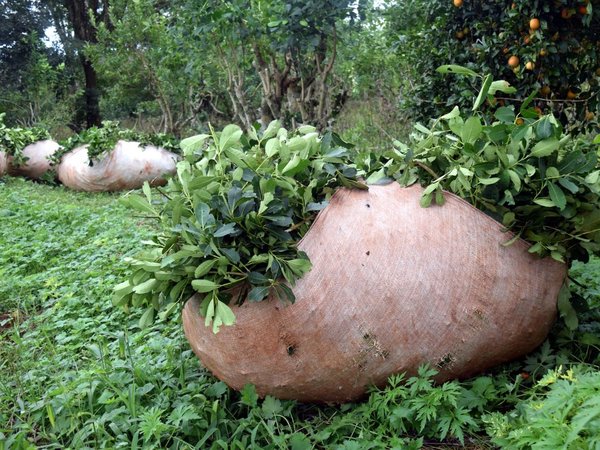 Mujeres paraguayas quieren llevar yerba mate al mercado internacional