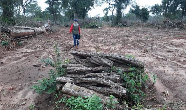 Intervienen desmonte de 15 hectáreas en Paso Horqueta - ADN Paraguayo