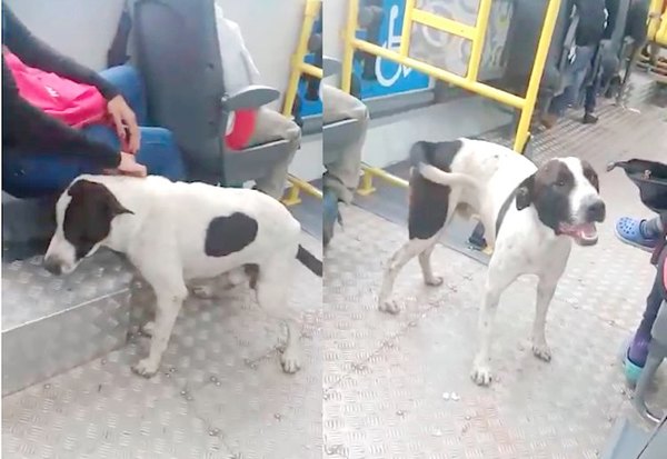 Perro sube todos los días a los micros para dar alegría
