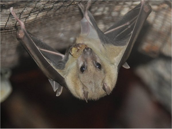 Murciélago hembra cautivo ofrece sexo a cambio de comida