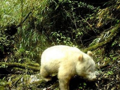 Avistan por primera vez en la historia un panda albino en libertad