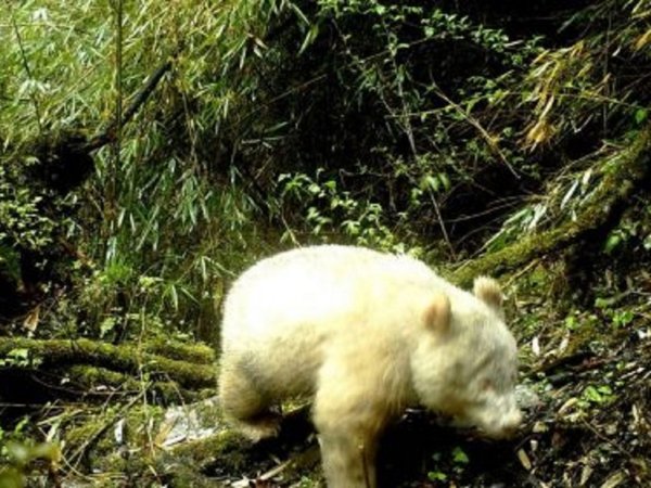 Avistan por primera vez en la historia un panda albino en libertad