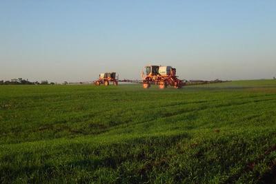 Humedad persistente afecta calidad de la soja zafriña, lamentan - ADN Paraguayo