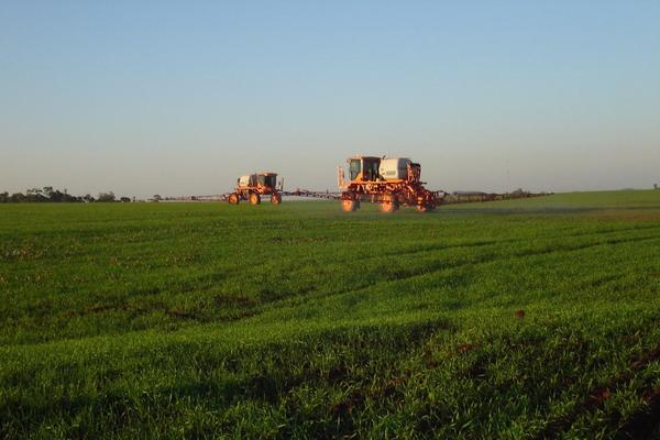 Humedad persistente afecta calidad de la soja zafriña, lamentan - ADN Paraguayo