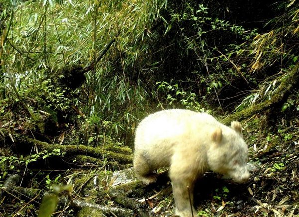 Un raro ejemplar de oso panda albino fue avistado en China - Ciencia - ABC Color