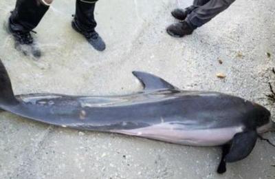Delfín muerto tenía una manguera de plástico de 60 cm en el interior - C9N