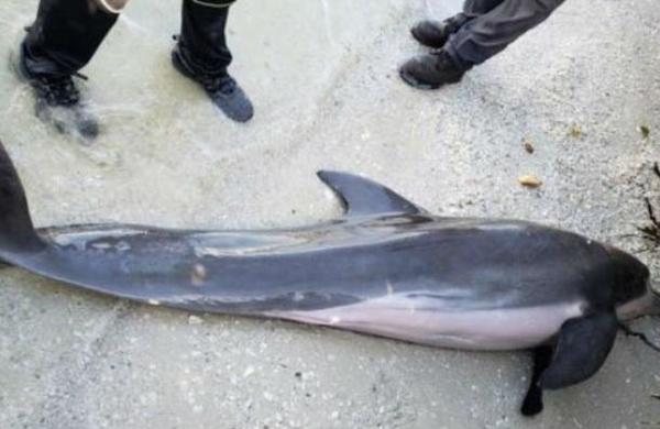 Delfín muerto tenía una manguera de plástico de 60 cm en el interior - C9N