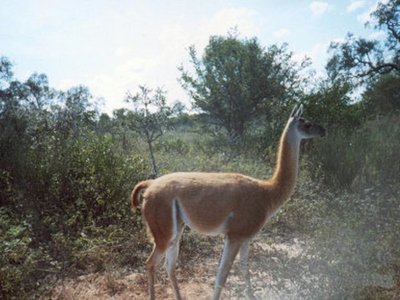 Investigan comportamiento del guanaco que habita en el Chaco