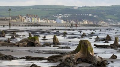 El bosque prehistórico que quedó al descubierto tras una tormenta » Ñanduti