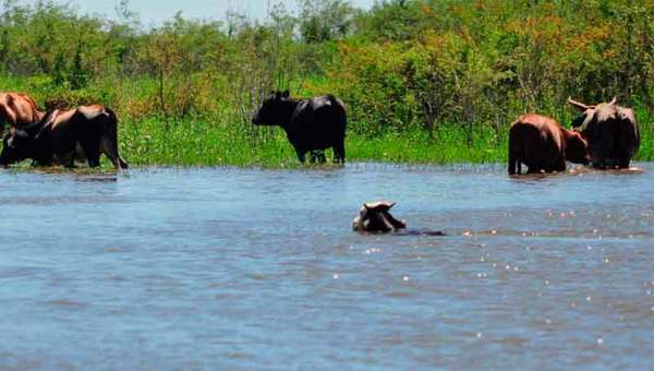 Crisis ganadera por inundaciones: “Los productores están malvendiendo sus animales”