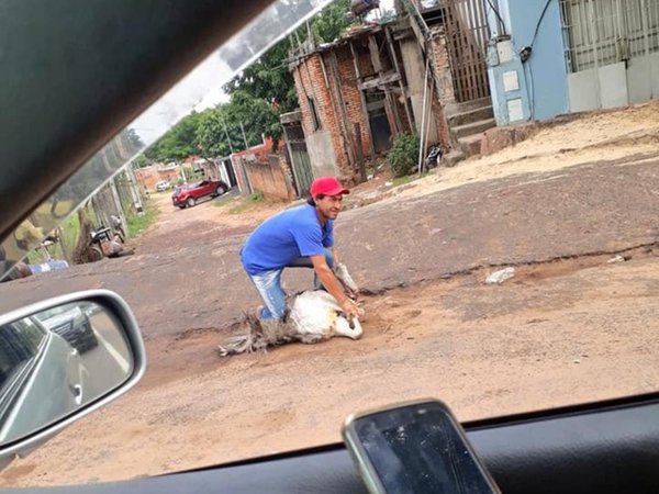 ¿Dónde está Susi? Avestruz se perdió y temen que haya terminado en una olla