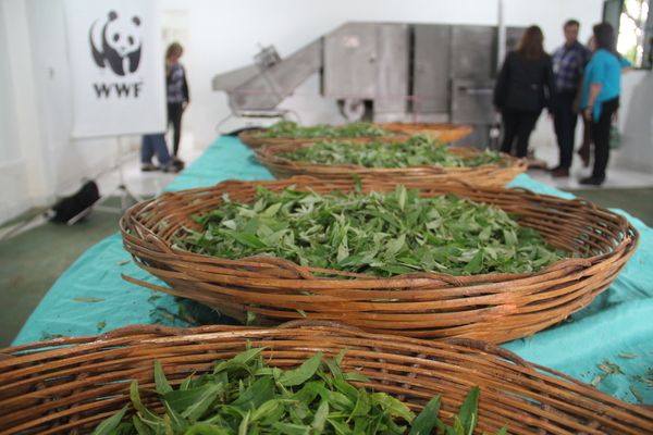 Mujeres paraguayas quieren llevar yerba mate en polvo a mercado internacional