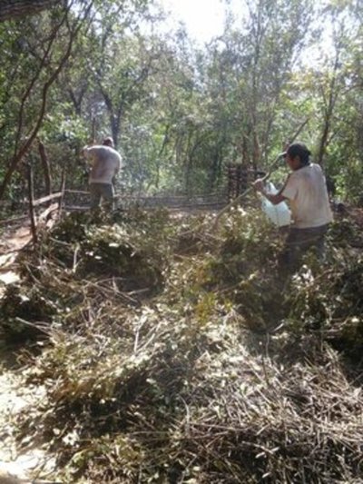 Acompañan proceso de elaboración de yerba mate en Amambay - ADN Paraguayo