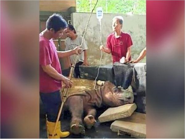 Murió el último rinoceronte macho de Sumatra en Malasia