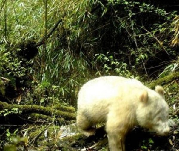 Avistan por primera vez en la historia un panda albino en libertad