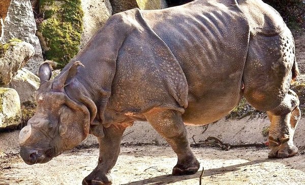 Luto por la muerte del último rinoceronte