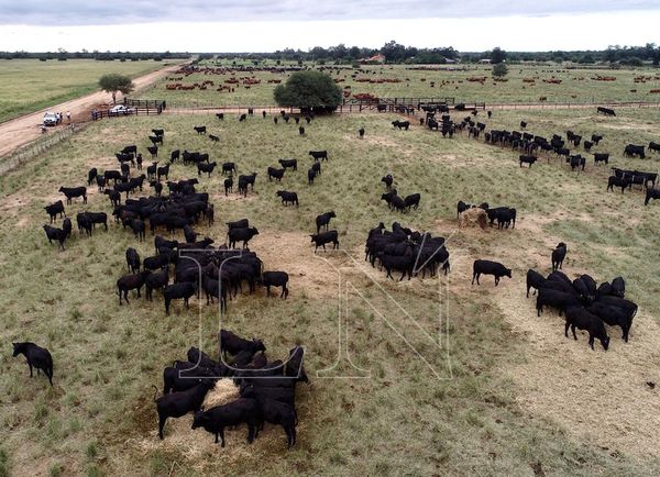 Exponen potencial que la raza Brangus viene desarrollando en el país