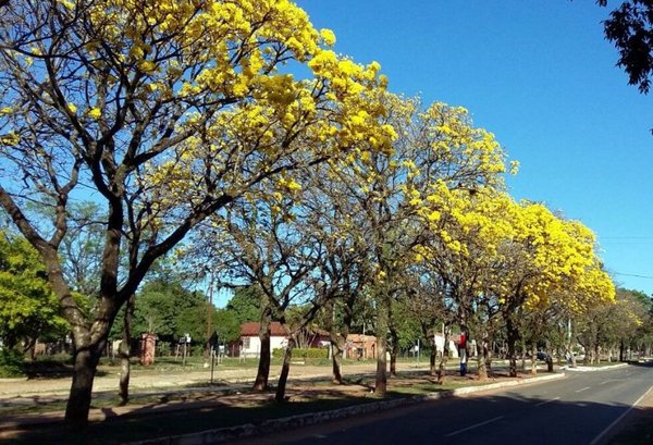 La arborización urbana será tema de un curso - Edicion Impresa - ABC Color