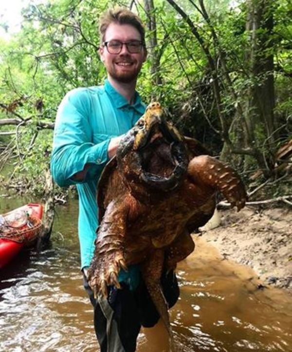 Hallan a la tortuga caimán más grande del mundo - ADN Paraguayo