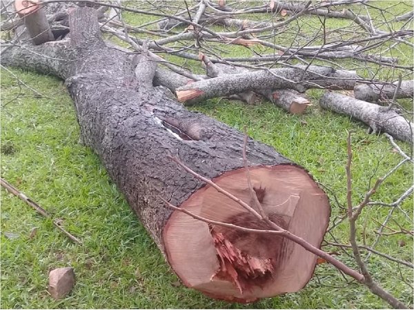 Echan árboles para "hermosear" plaza y vecinos protestan