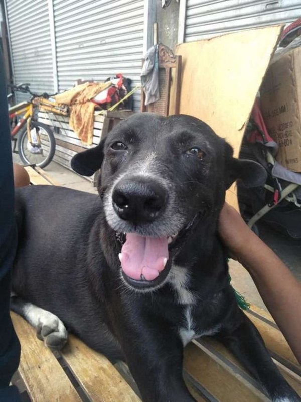 Vince, el perrito filipino que aprendió a viajar solo en bus