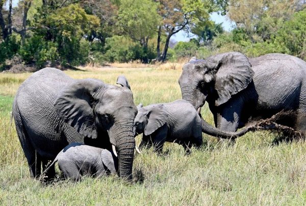 Hay menos caza ilegal, pero los elefantes de África siguen amenazados - Internacionales - ABC Color