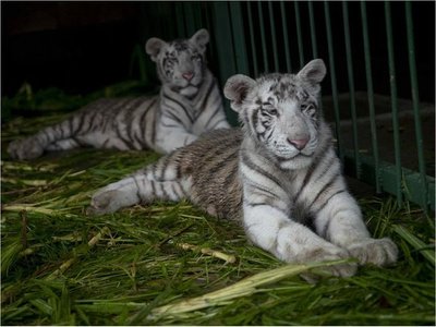 El zoológico de Nicaragua acoge a dos crías del amenazado tigre blanco