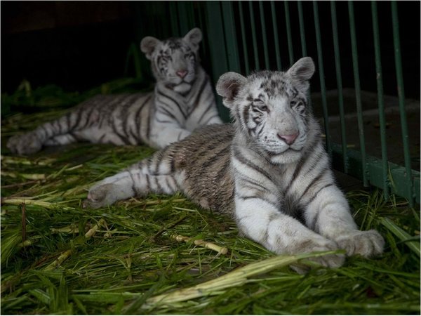 El zoológico de Nicaragua acoge a dos crías del amenazado tigre blanco