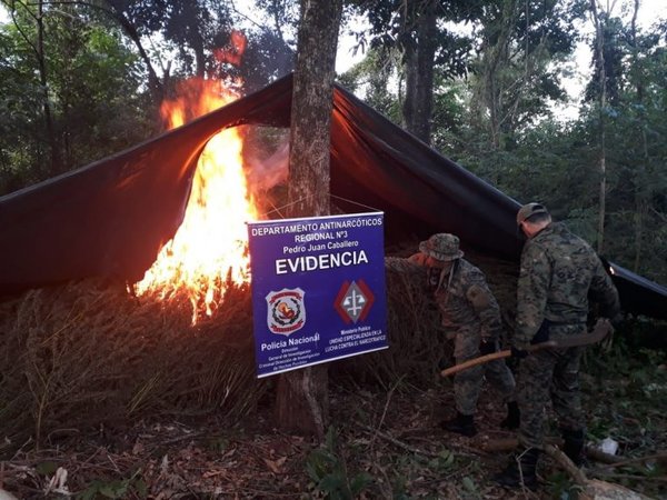 Destruyen campamento y cultivos de marihuana en Amambay - Nacionales - ABC Color