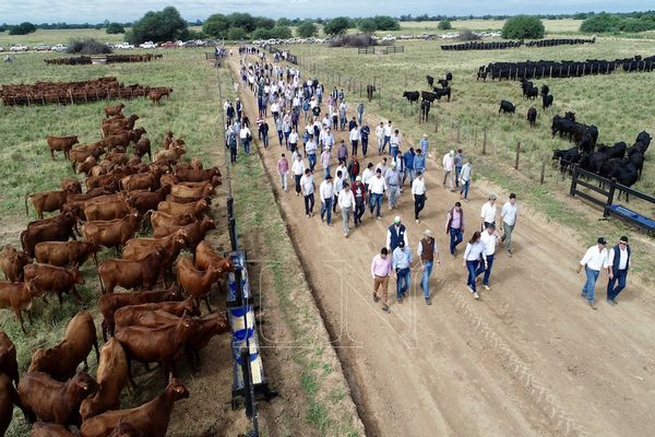 Estancias presentan una fuerte apuesta a la genética brangus