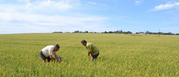 Productores estiman merma de hasta el 15% en la siembra de trigo