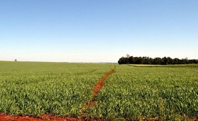 Creen que siembra de trigo mermará entre 10% y 15% por crisis en el agro - ADN Paraguayo