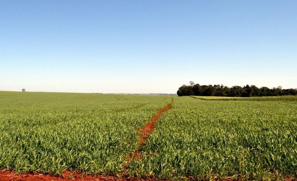 Creen que siembra de trigo mermará entre 10% y 15% por crisis en el agro - ADN Paraguayo