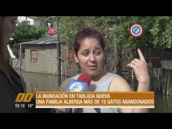 Albergan a más de 15 gatos abandonados tras la inundación