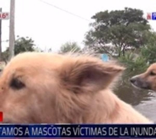 Mascotas también son víctimas de la inundación: Rescatamos a perritos - Paraguay.com