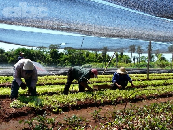 Agricultura eficiente apoyada en paradigmas conservacionistas - Dr. Óscar Tami Vasconsellos (*) - Edicion Impresa - ABC Color