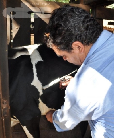 Cómo evitar enfermedades reproductivas en vacas - Dr. Nicolás Palacio (*) - Edicion Impresa - ABC Color