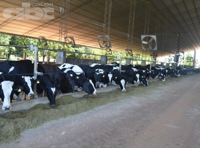 Importancia del agua en la producción lechera - Dr. Wilian Miola (*) - Edicion Impresa - ABC Color