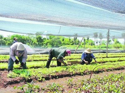 Las familias de agricultores latinos, entre asociarse o quedarse atrás - Internacionales - ABC Color