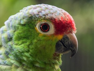 Detienen a un loro por dar aviso a narcotraficantes sobre policías