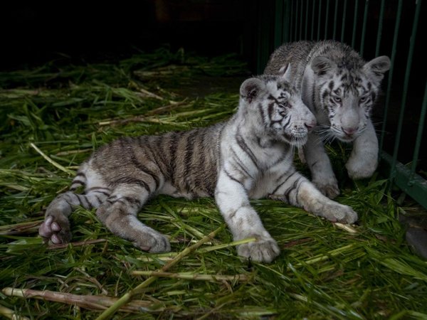 Crías de tigre blanco, únicas en Centroamérica