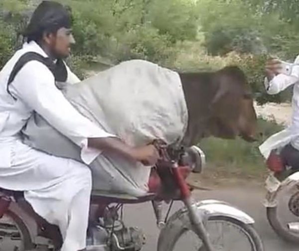 Viral. Transporta una vaca sobre su moto
