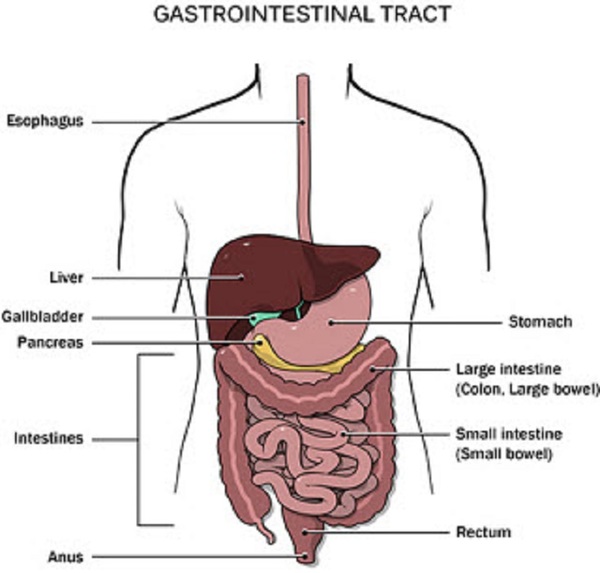 Hablemos de salud digestiva