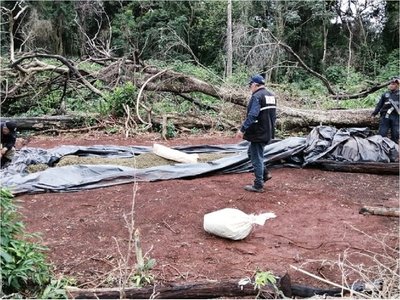 Incautan gran cantidad de marihuana en Parque Nacional Caazapá