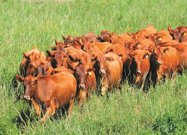 Apuntan a lograr sistemas de sanidad animal más resilientes