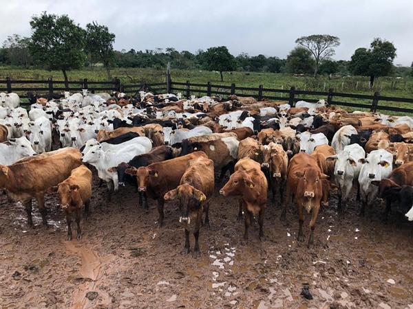 Brindan asistencia técnica a productores de Caazapá - ADN Paraguayo