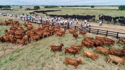 Demuestran fuerte apuesta por la genética brangus - ADN Paraguayo
